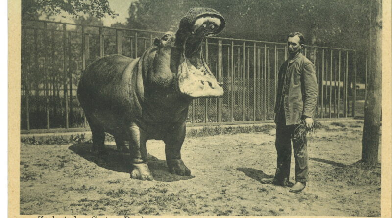 Уникальные архивные фотографии Вроцлавского зоо: посмотри как выглядел зоопарк более 100 лет назад