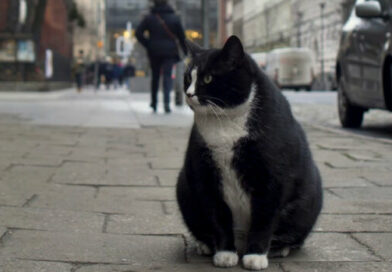 Кот Гацек — самый знаменитый кот в Щецине 