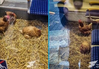 Куры в первом классе Deutsche Bahn: полиция Германии ищет инициаторов «розыгрыша» в поезде